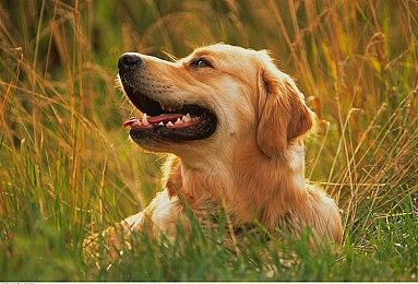 《光与影：33号远征队》中文预告 写实画风唯美