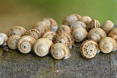 《数码宝贝 绝境求生》今日发售！